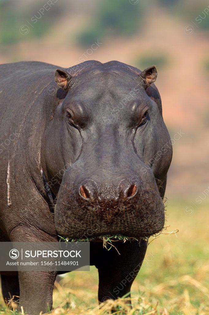 Hippopotamus Hippopotamus Amphibius In The Chobe River Chobe