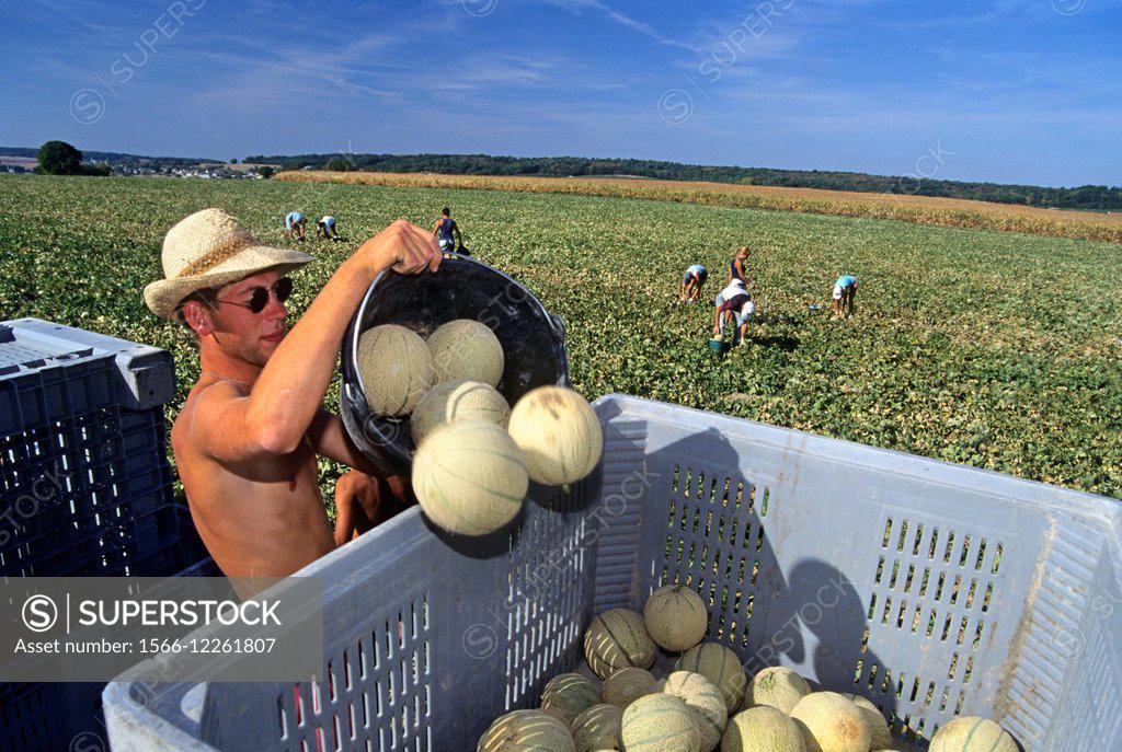 Melons Harvesting Haut Poitou Province Vienne Department Poitou