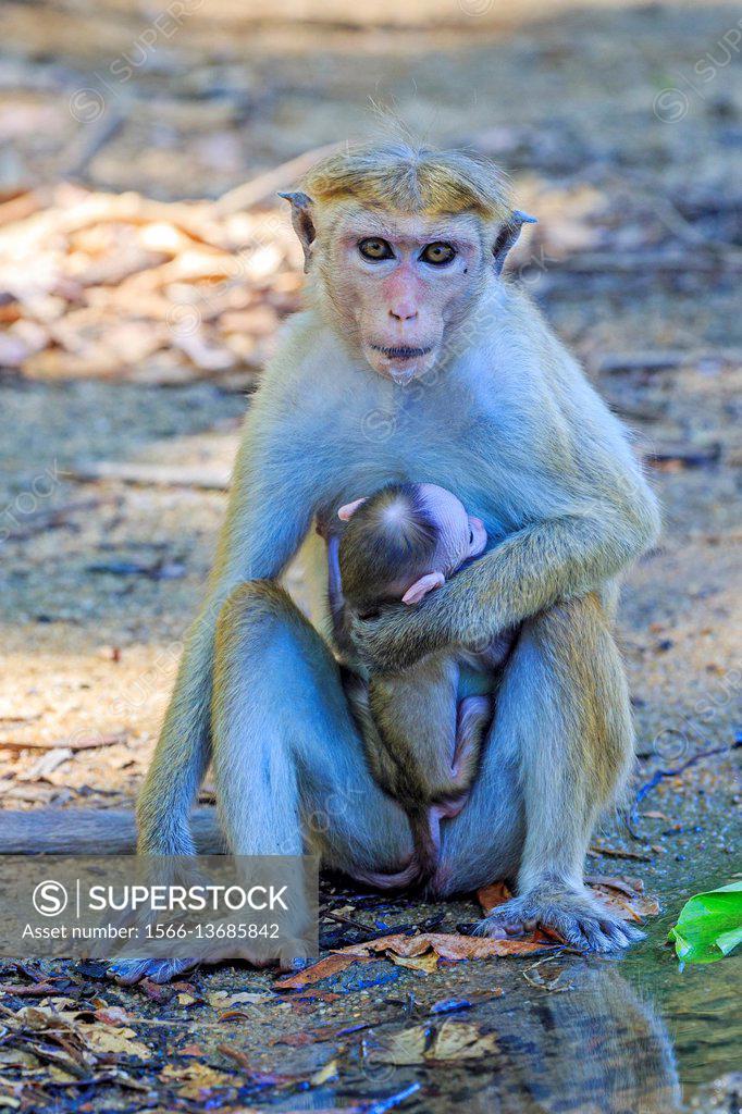 Sri Lanka Yala National Park Toque Macaque Macaca Sinica SuperStock