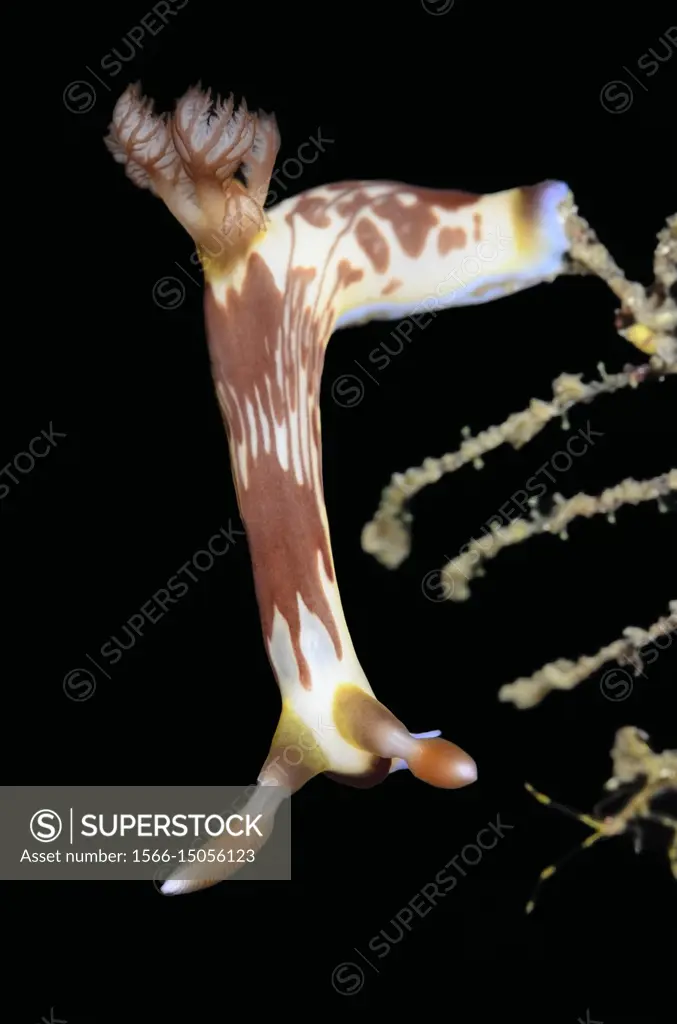 Sea Slug Or Nudibranch Nembrotha Lineolata Lembeh Strait North