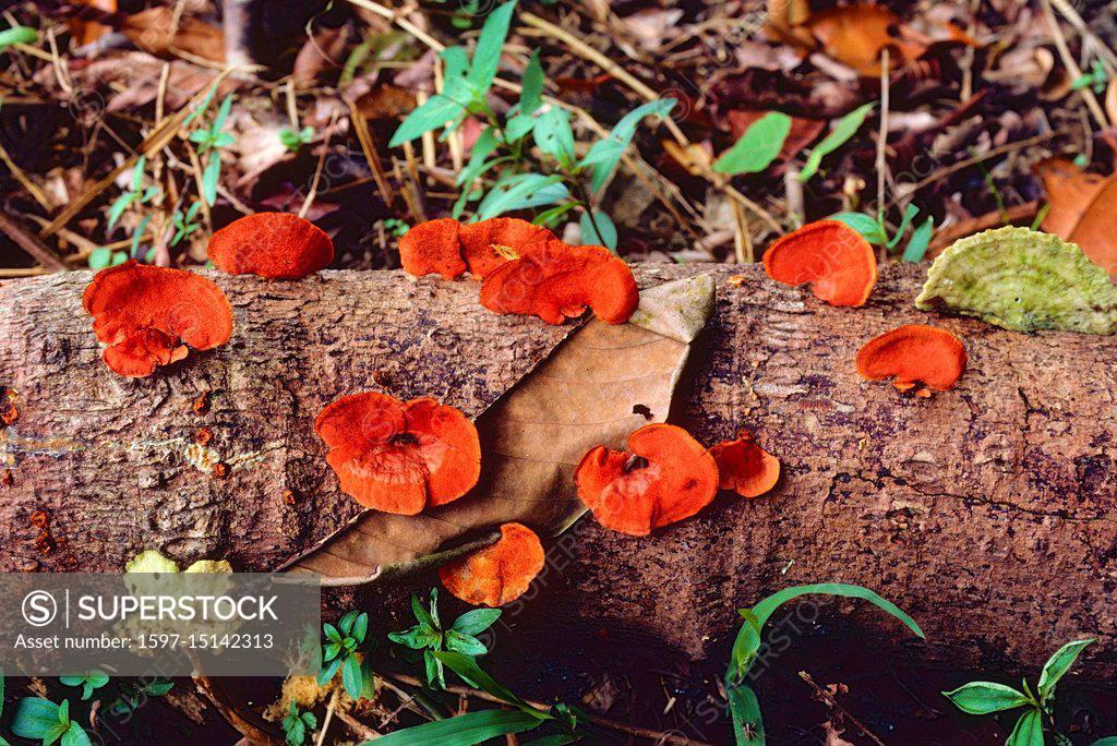 Mushroom Pycnoporus Sanguineus Polyporaceae On Tree Trunk