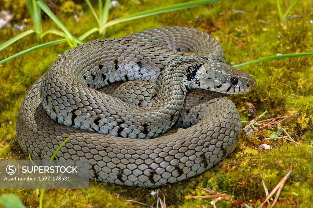 Grass Snake Colubrid Colubrids Natrix Natrix Helvetica Snake