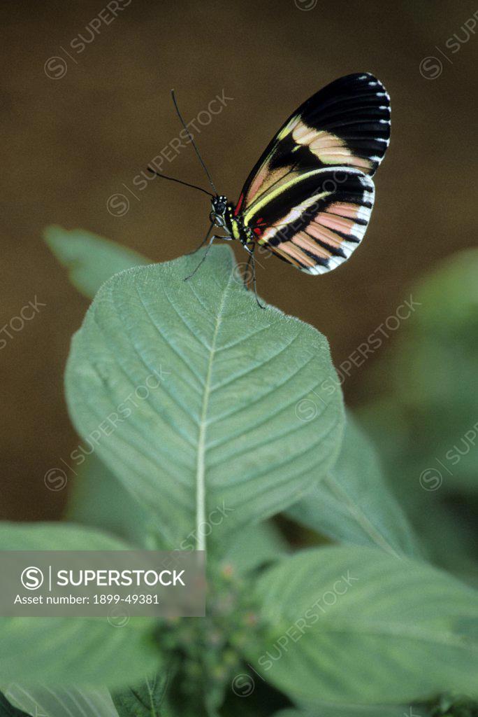 Postman Butterfly Resting On A Leaf Wings Folded Heliconius Melpomene