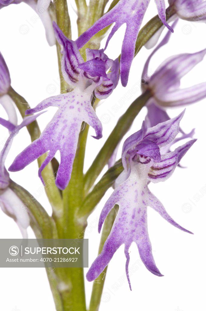 Naked Man Orchid Orchis Italica In Flower In Grassland Near Ferla