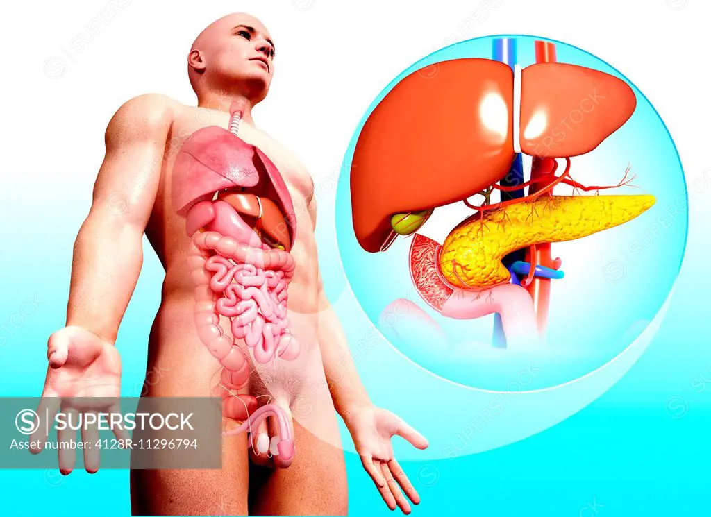 Human Digestive System Computer Artwork Superstock