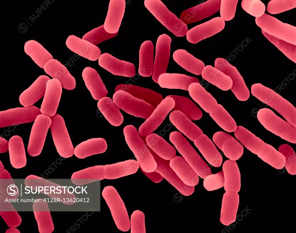 Coloured Scanning Electron Micrograph Sem Of Escherichia Coli Is A