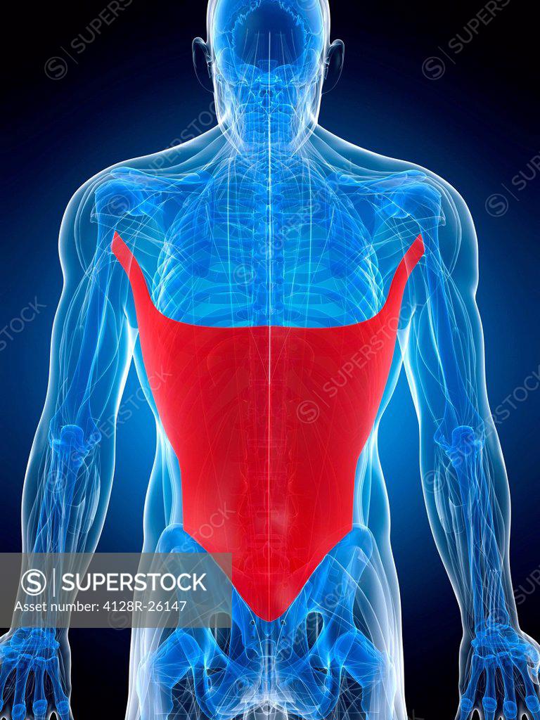 Back Muscle Computer Artwork Showing The Latissimus Dorsi Muscle