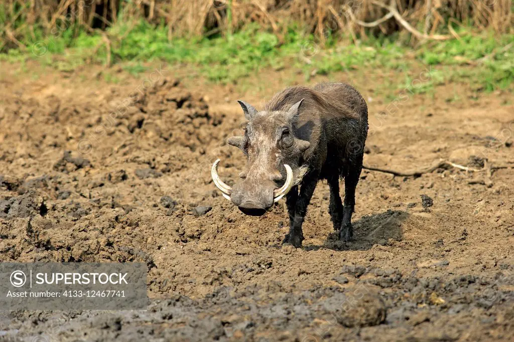 Warthog Phacochoerus Aethiopicus Adult After Mud Bath Kruger