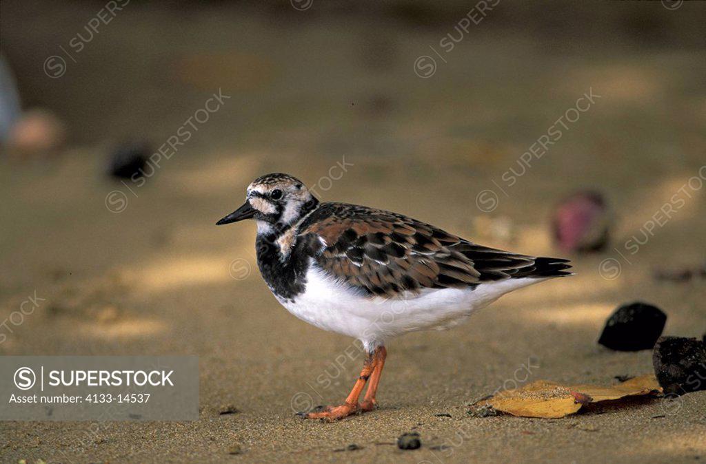 Turnstone Arenaria Interpres Tobago Carib Adult Superstock