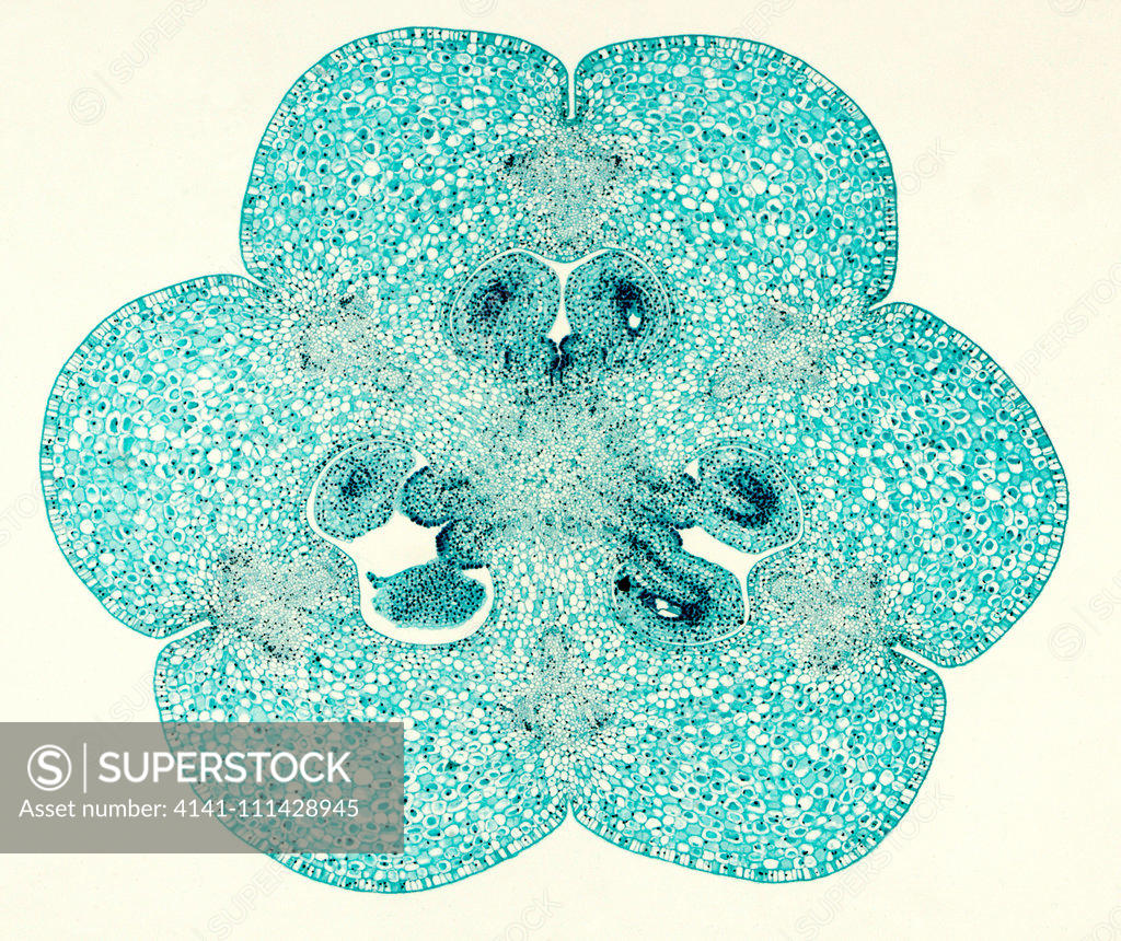 Light Micrograph Cross Section Through A Daylily Carpel Ovary