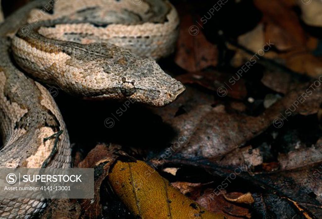 Pacific Ground Boa Candoia Carinata New Guinea Superstock