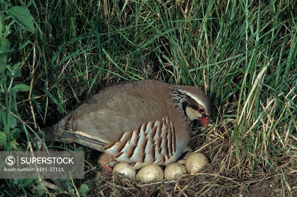 Red Legged Partridge Alectoris Rufa About To Sit On Eggs In Nest