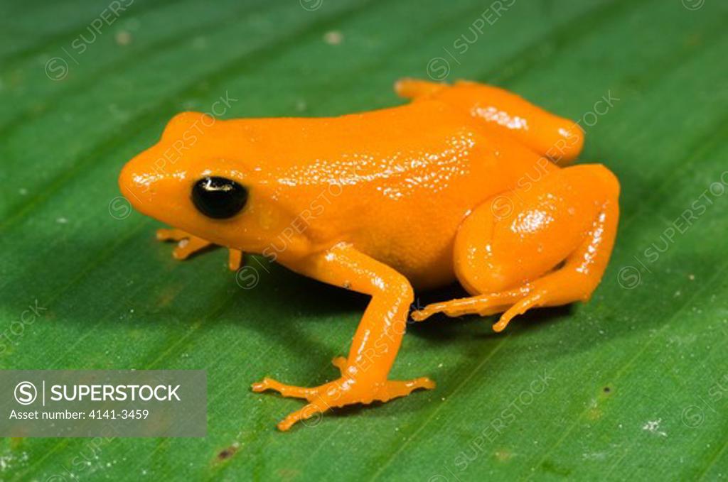 Golden Mantella Frog Mantella Aurantiaca Andasibe Mantadia National