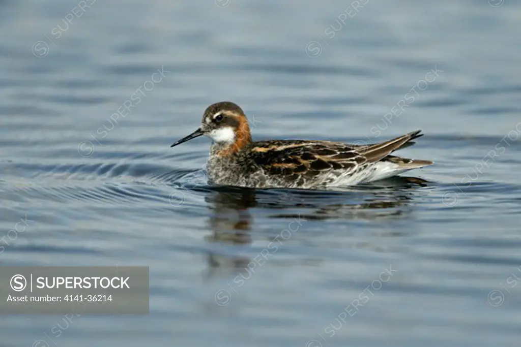 Red Necked Phalarope Phalaropus Lobatus Male Swimming On Loch Fetlar