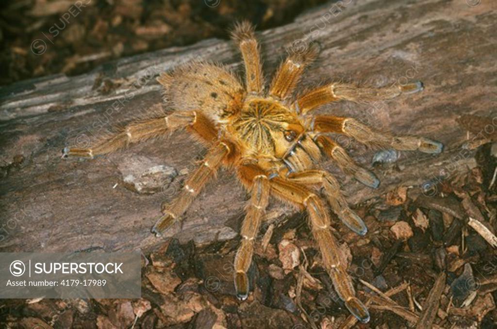 Usambara Orange Baboon Tarantula Pterinochilus Murinus Adult