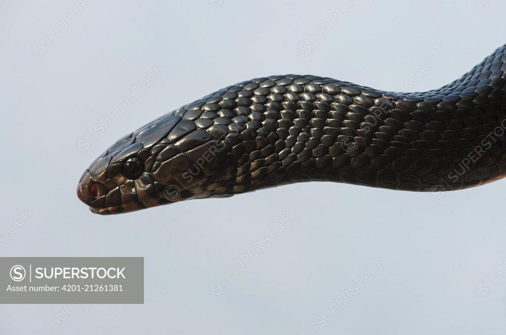 Indigo Snake Drymarchon Corais Georgia SuperStock