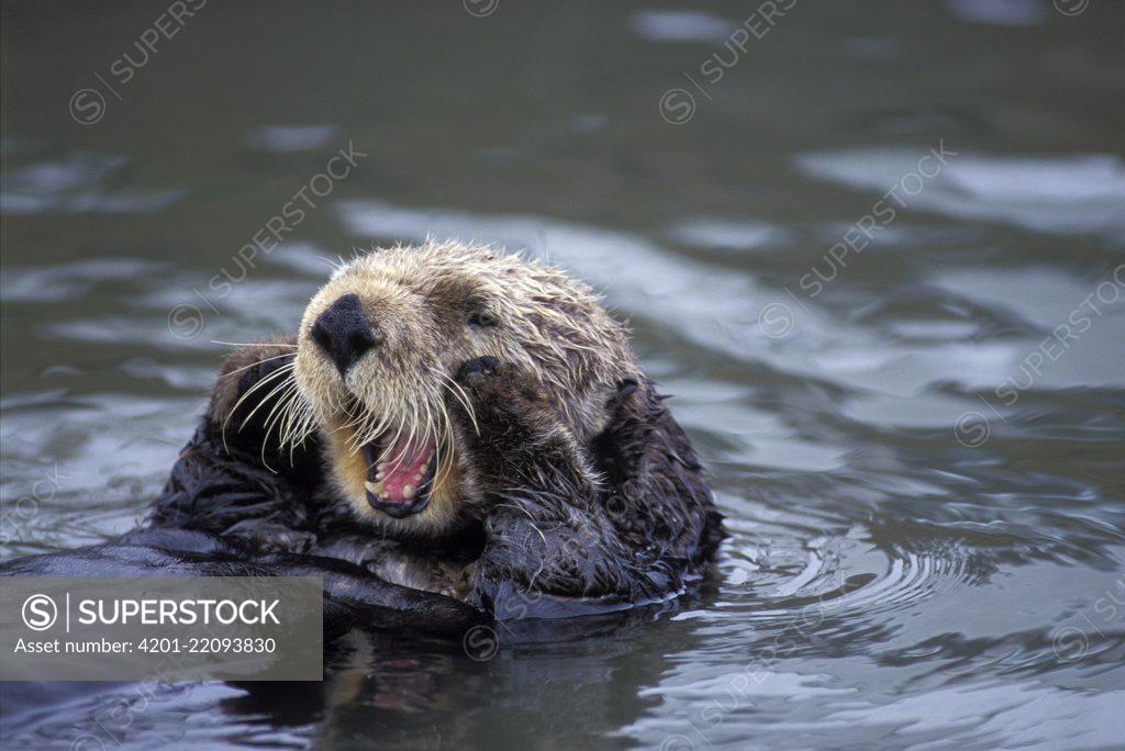 Sea Otter Enhydra Lutris Grooming Elkhorn Slough Monterey Bay