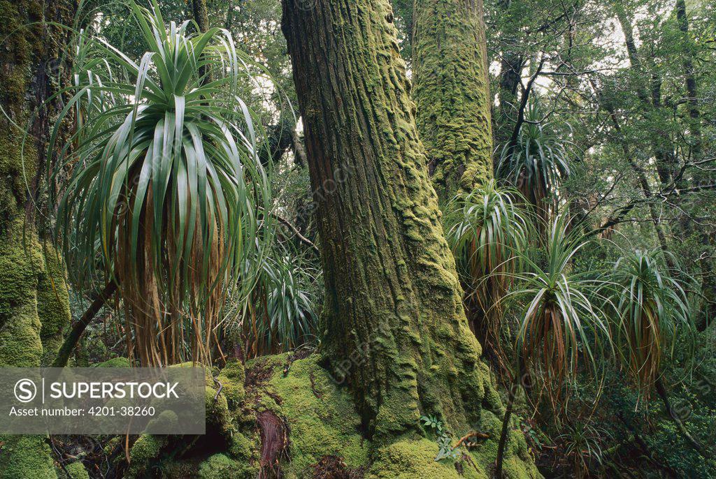 King William Pine Athrotaxis Selaginoides Trunks And Giant Grass Tree