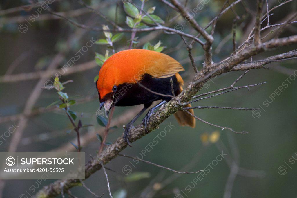 Crested Bird Of Paradise Cnemophilus Macgregorii Male Papua New