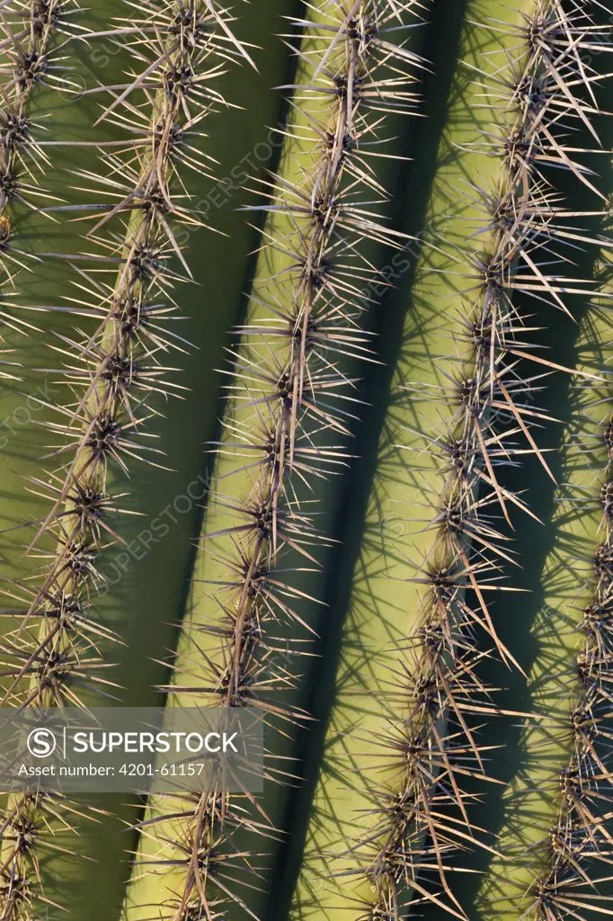 Saguaro Carnegiea Gigantea Cactus Spines Saguaro National Park