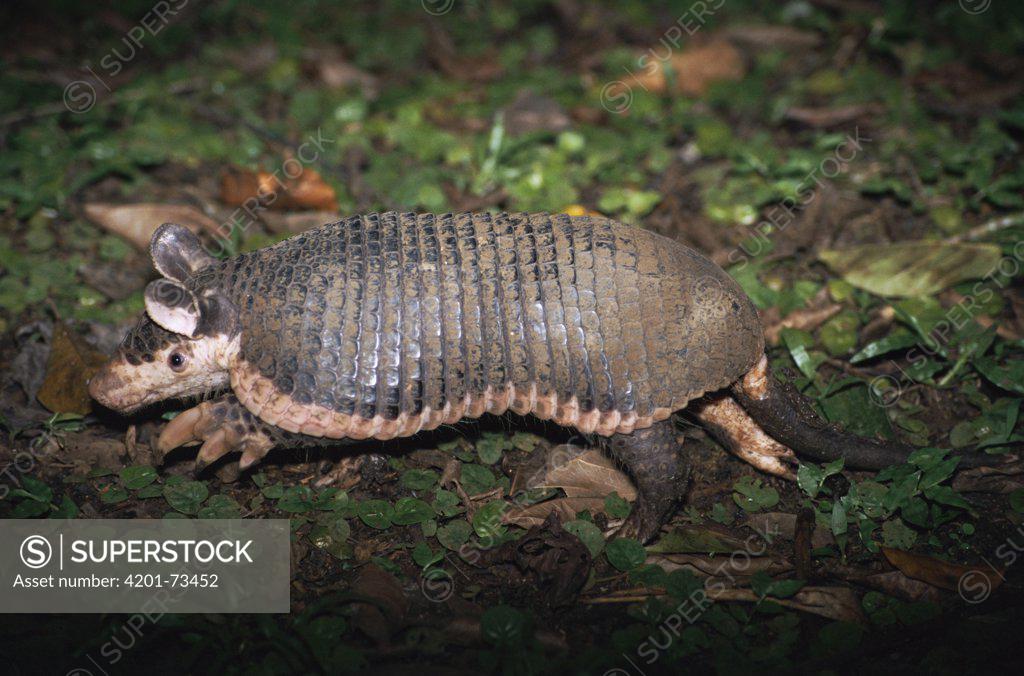 Northern Naked Tailed Armadillo Cabassous Centralis In Rainforest