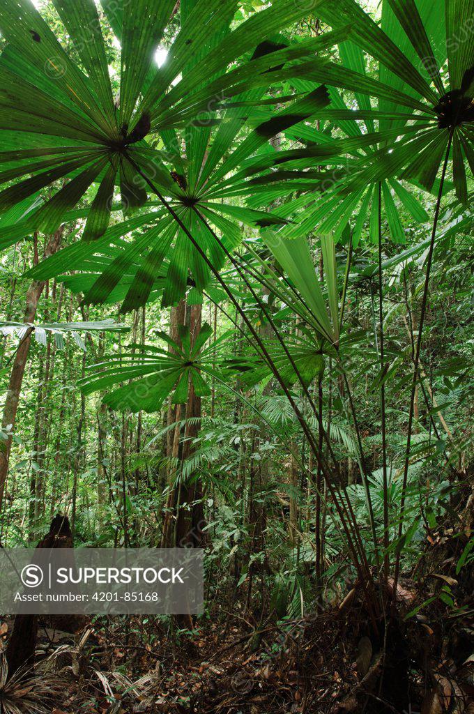 Fan Palm Licuala Valida In The Understory Of The Rainforest Lambir