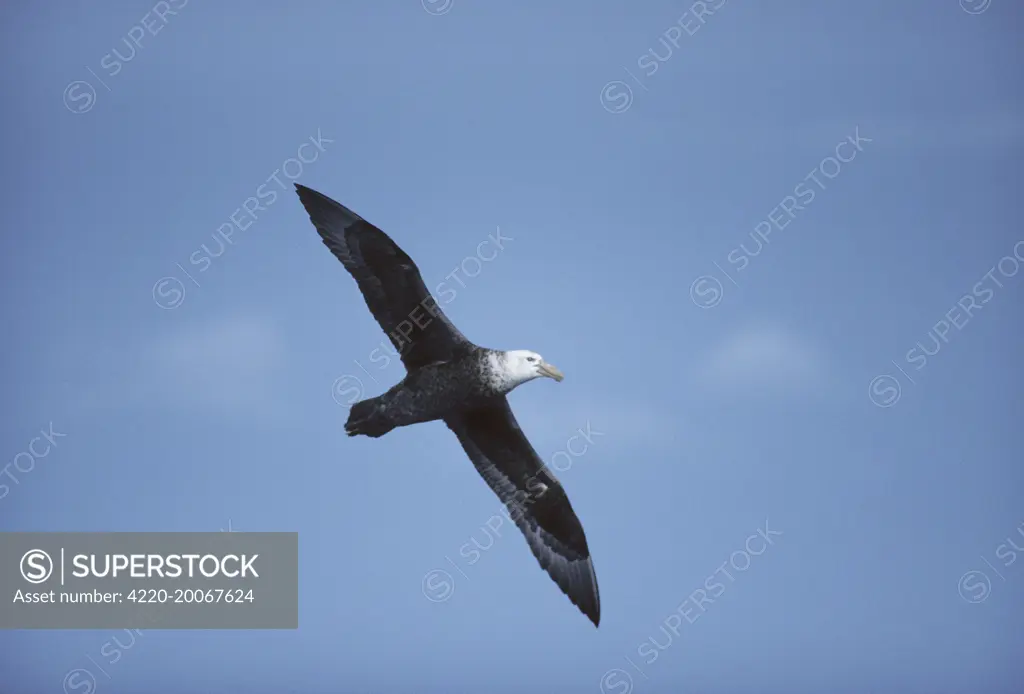 Southern Giant Petrel In Flight Macronectes Giganteus Antarctica