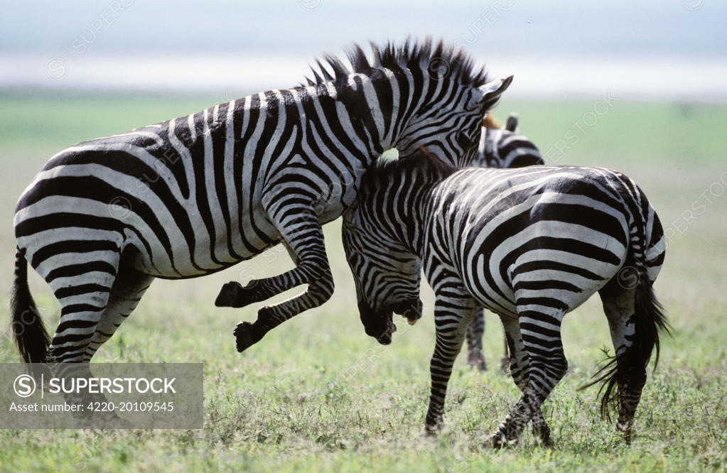 Boehm S Grant S Zebra Fighting Equus Quagga Boehmi Africa Latin