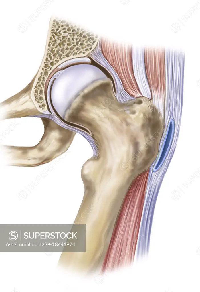 Hip Joint Showing Greater Trochanter Bursa And Ligaments Superstock