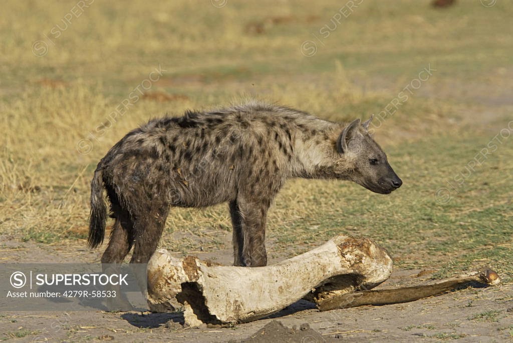 Spotted Hyena Standing Crocuta Crocuta Superstock