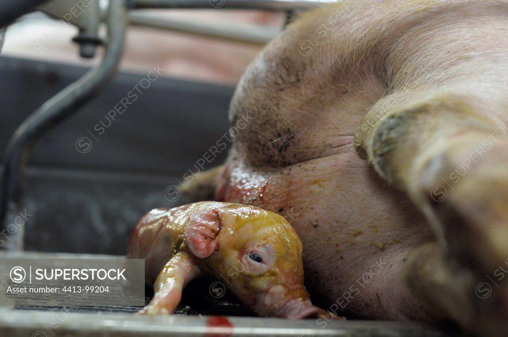 Birth Of Landrace Pig In Stall Breeding Industry Superstock