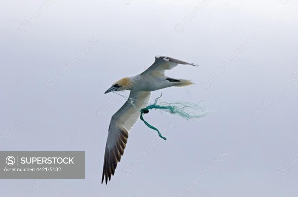 Northern Gannet Morus Bassanus Adult In Flight Carrying Fishing Net