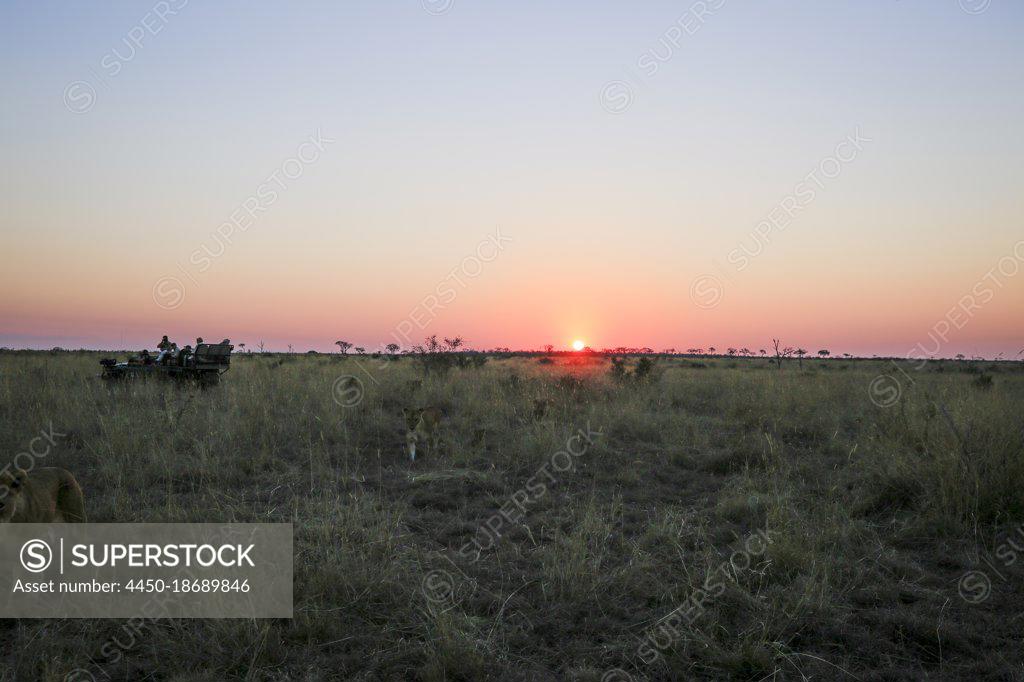 A Pride Of Lions Panthera Leo Walk Past A Safari Vehicle At Sunset In