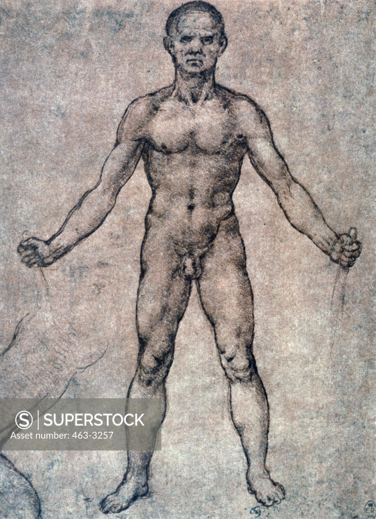 Standing Male Nude Frontal Leonardo Da Vinci 1452 1519 Italian Royal