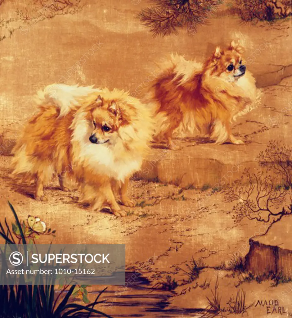 Champion Pomeranians by Maud Earl, 1848-1943