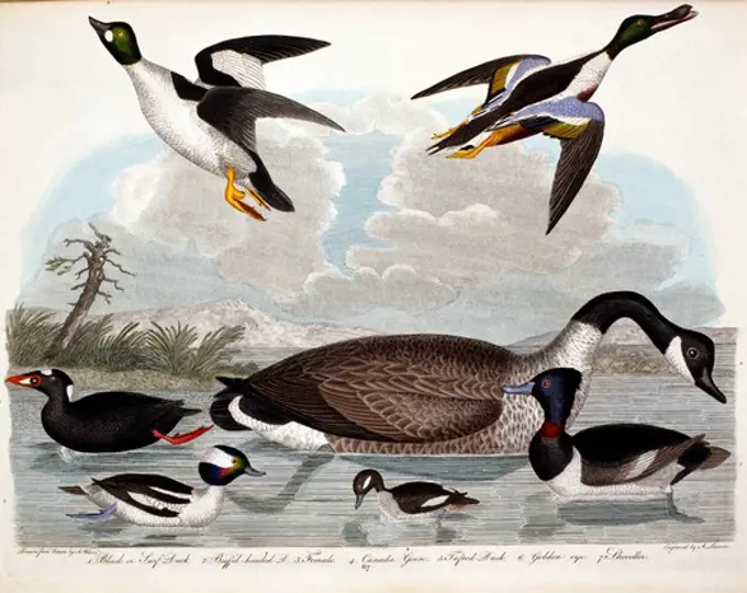 Black or Surf Duck, Buffel-Headed Duck, Canada Goose, Tufted Duck, Golden Eye and Shoveller, by A. Wilson, Print