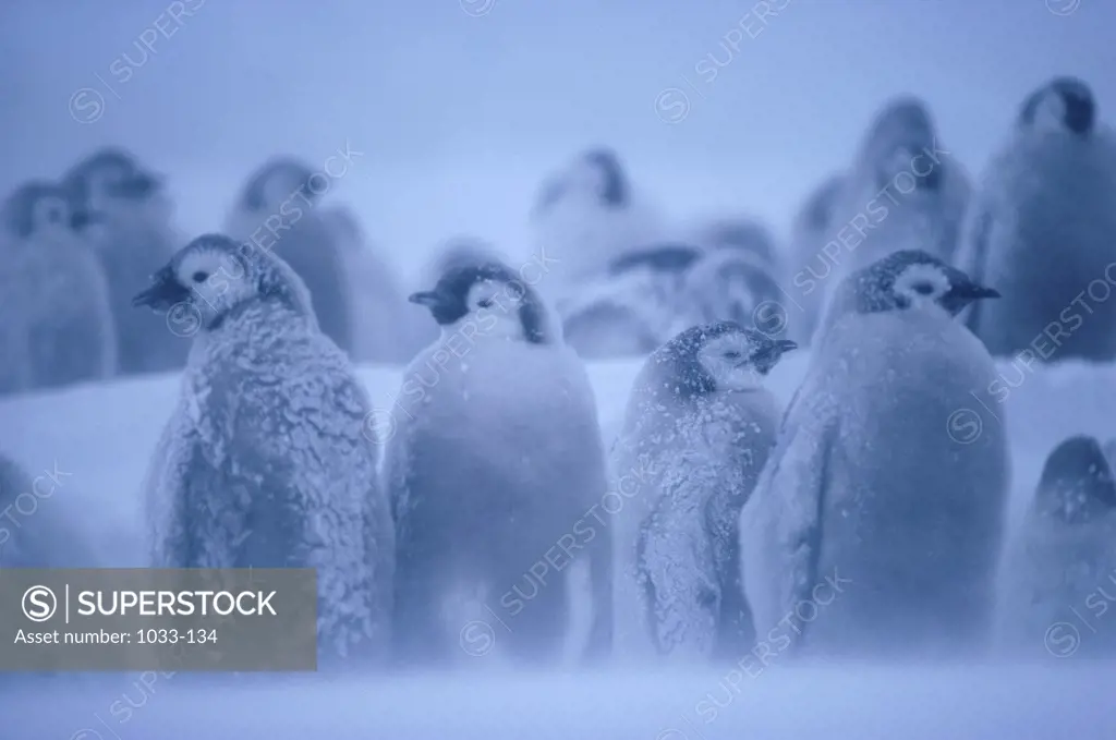 Emperor Penguins