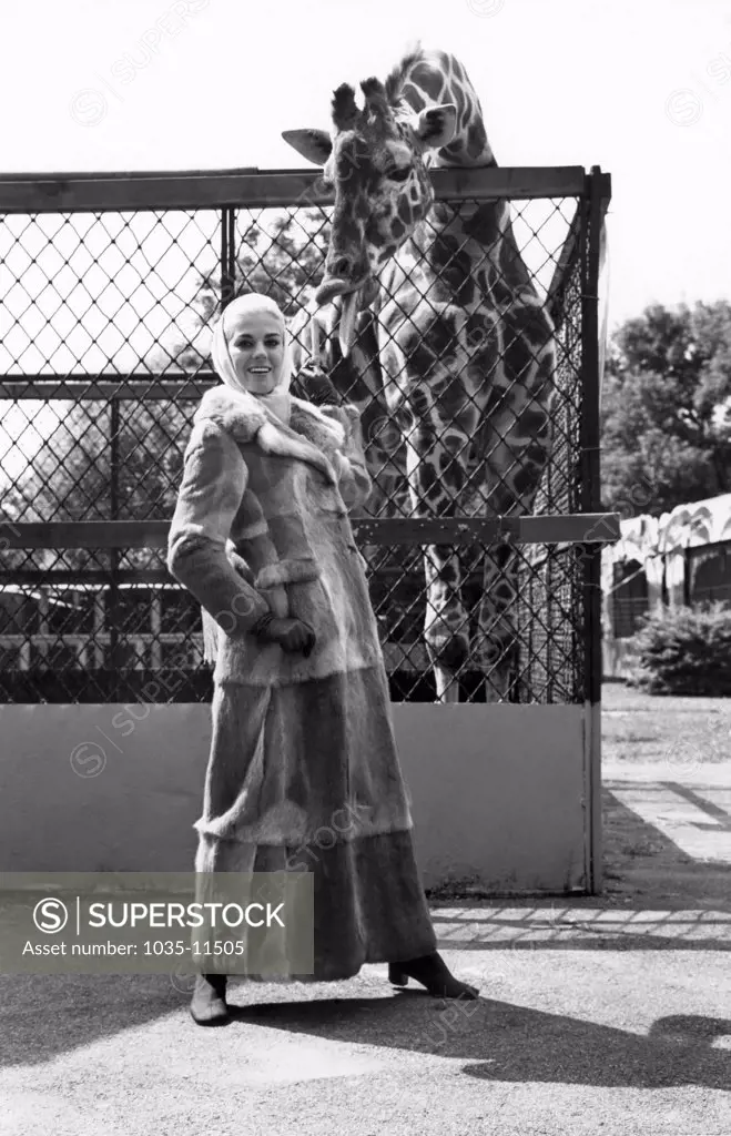 United States: 1963.  The giraffe has his own opinion, but this fur coat is actually made of dyed French rabbit with light and dark patches.