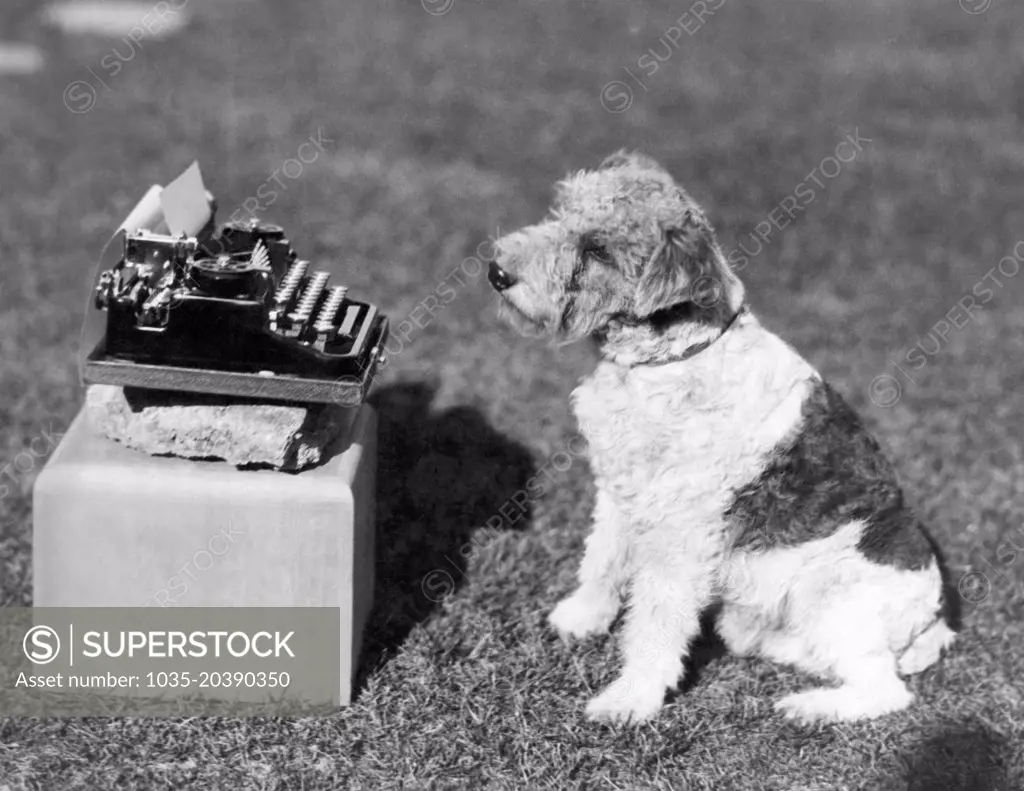 Hollywood, California:  1924 Douglas Fairbanks and Mary Pickford's dog, Zorro takes a curious look at a typewriter.