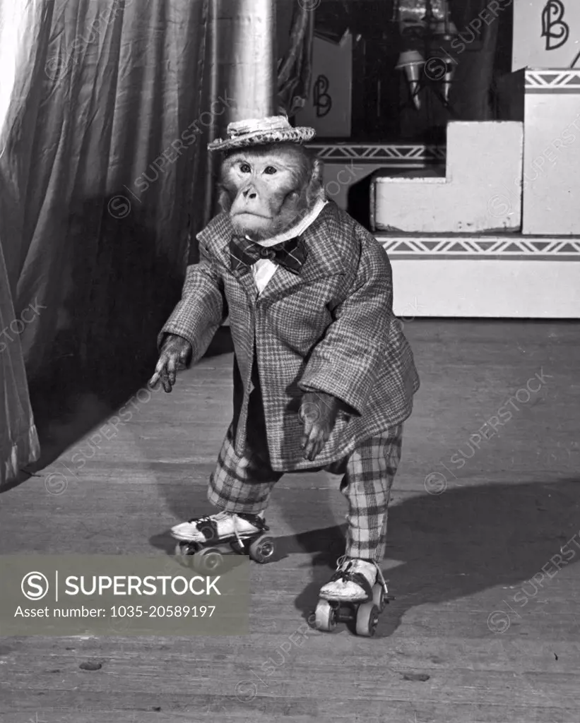 New York, New York:  December 27, 1946 Herman, the roller skating anthropoid.