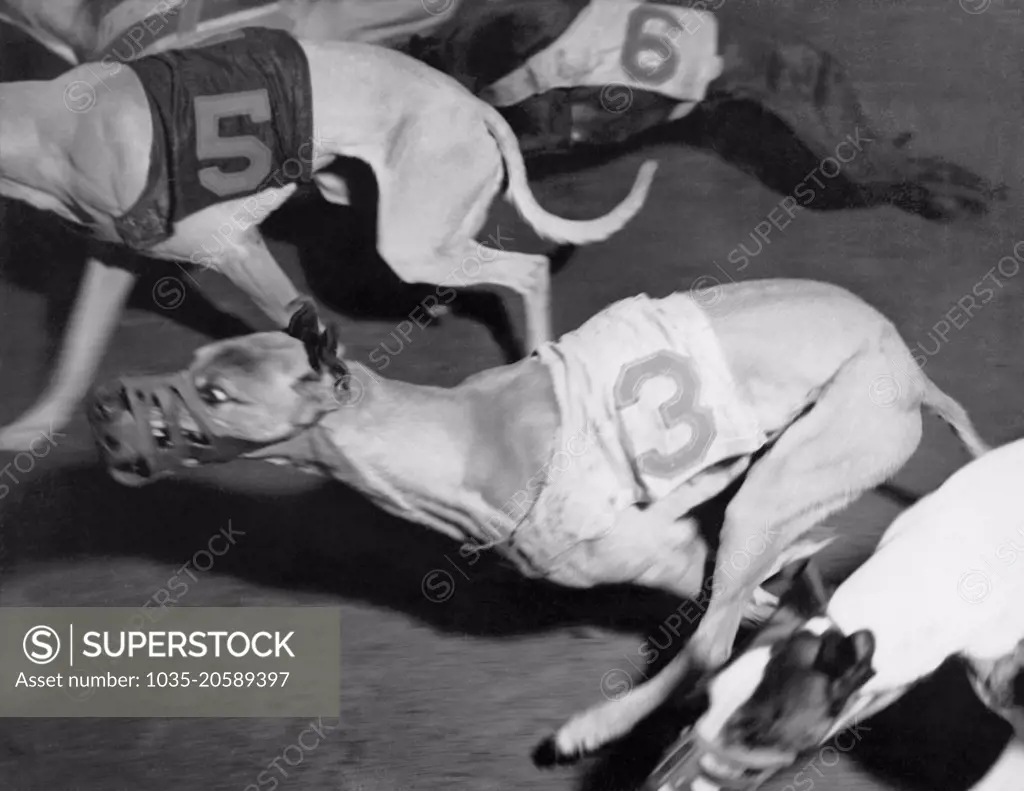 San Francisco, California:   January 22, 1937 An action shot at a local dog racing track.