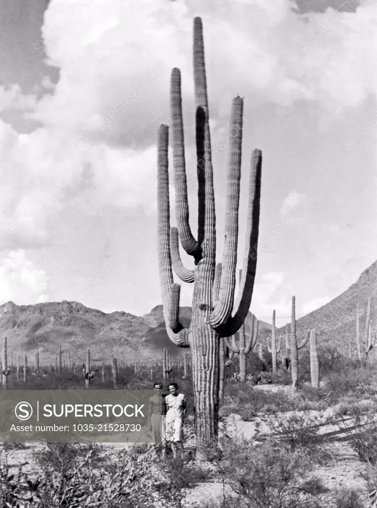 Arizona:  c. 1940 A couple stands by a huge saguaro cactus in a desert full of them.