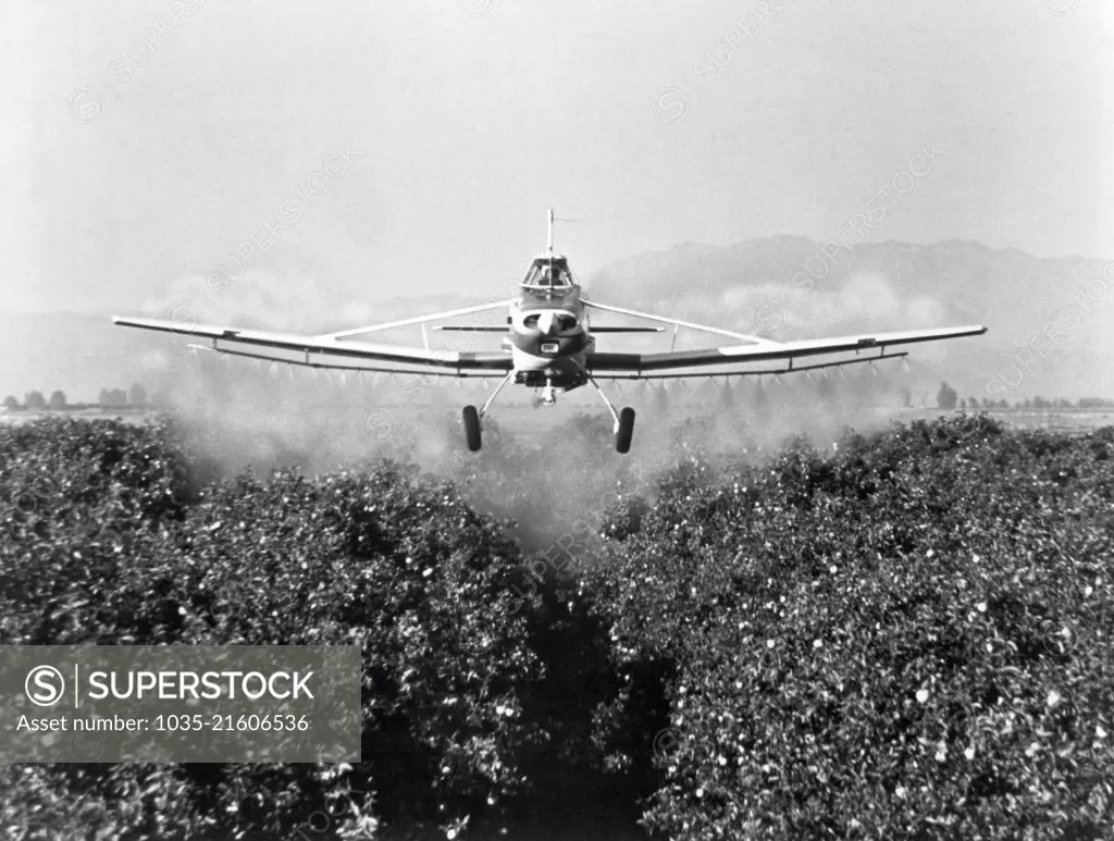 United States:  August, 1968. A Cessna 188 AGwagon A in flight as it does a low altitude aerial crop dusting operation.