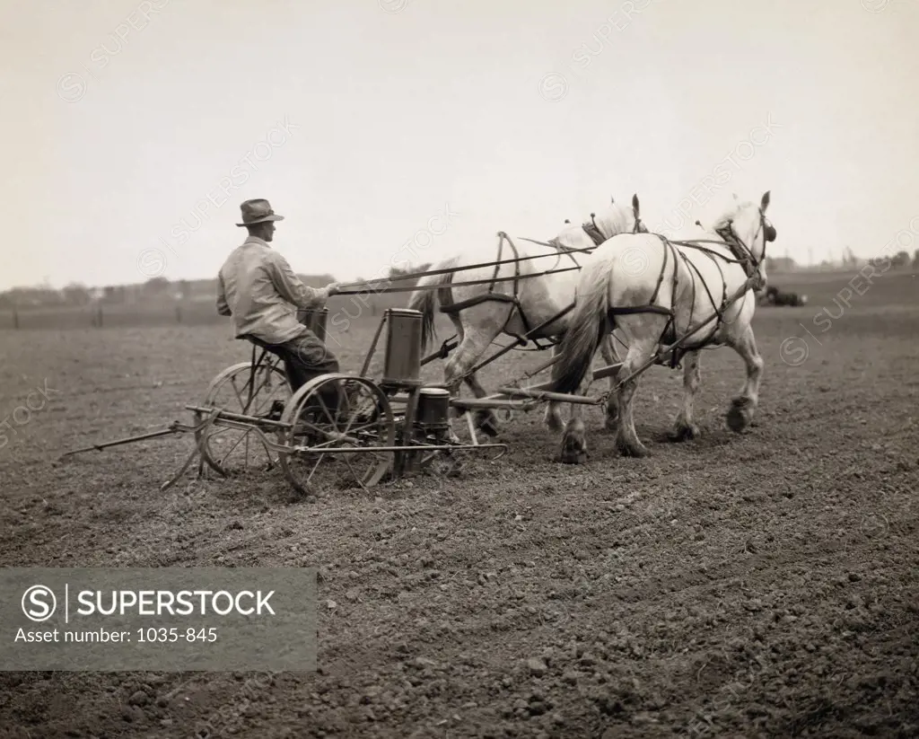 Rear view of a man planting corn, 1930