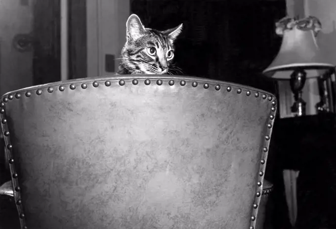 United States:  c. 1950. A cat peers over the back of a chair.