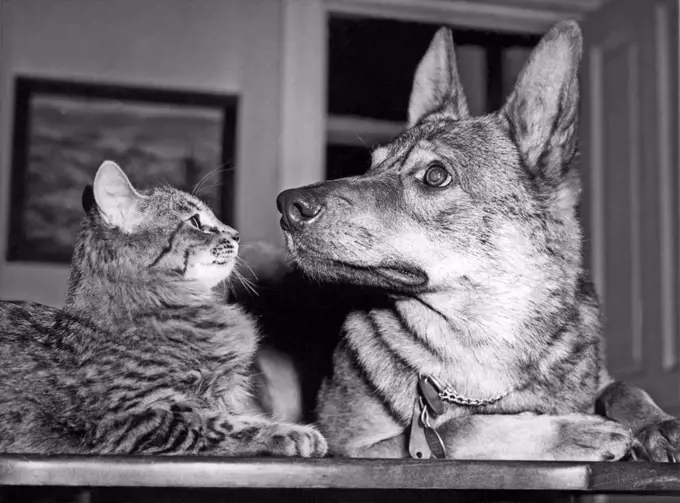 Chicago, Illinois: c. 1947 A German shepherd and the cat he rescued as a kitten from a nearby lake are now inseparable friends.