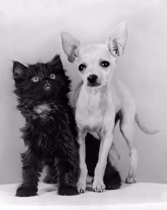 Hollywood, California:  1941. A chihuahua and his kitten sidekick pose for the camera.