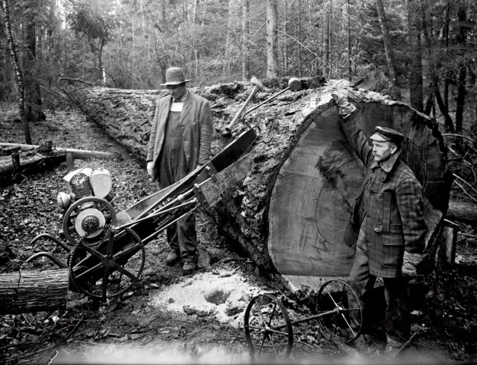 Bellingham, Washington:  c. 1916 A motorized and portable drag saw being used by lumbermen in Washington. Note the end of the blade exiting the log at the top.