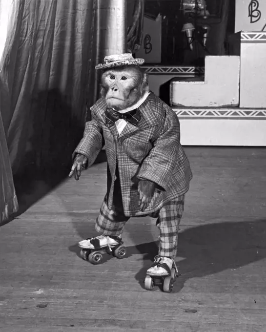 New York, New York:  December 27, 1946 Herman, the roller skating anthropoid.