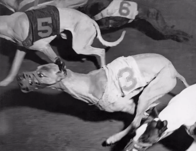 San Francisco, California:   January 22, 1937 An action shot at a local dog racing track.